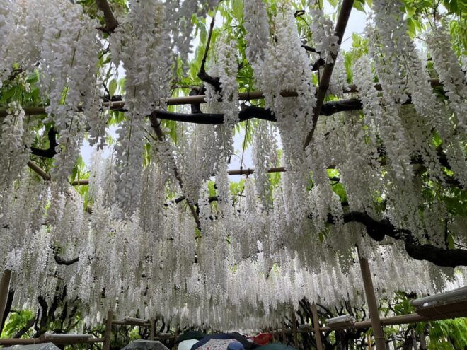 Most Beautiful Great Wisteria in the World - Cultural Significance of Wisteria