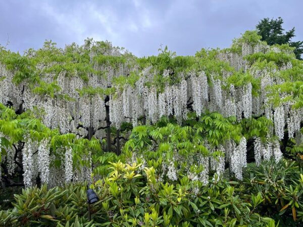 Most Beautiful Great Wisteria in the World - Visitor Information and Accessibility
