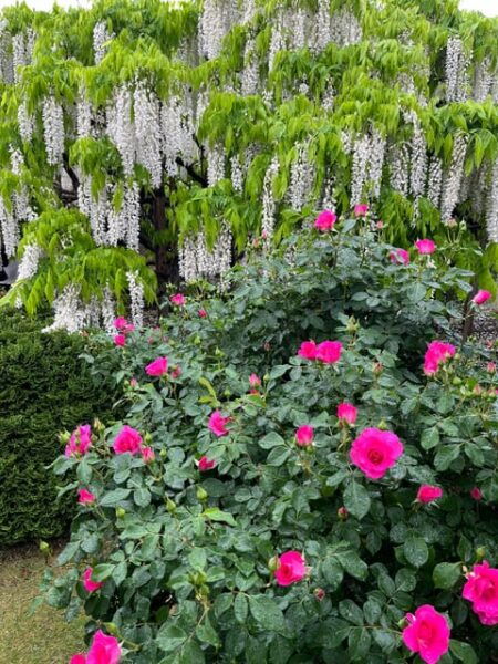 Most Beautiful Great Wisteria in the World - Frequently Asked Questions