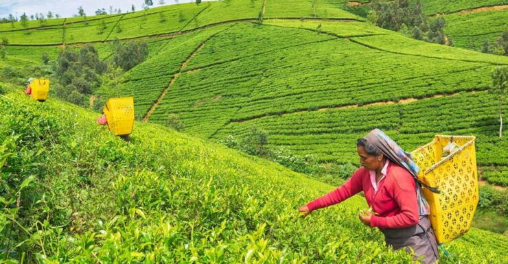 Most Popular Private Tour in Sri Lanka With Including Hotels - Good To Know