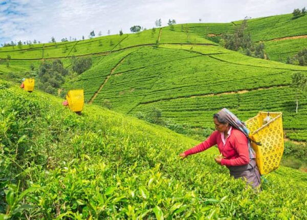 Most Popular Private Tour in Sri Lanka With Including Hotels - Booking and Cancellation Policy