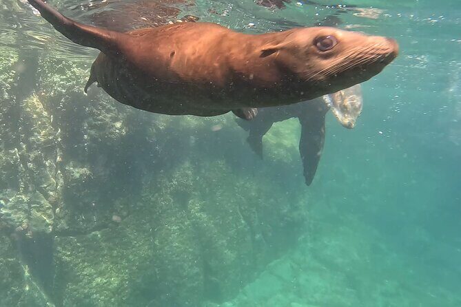 Most Popular Tour in La Paz Isla Espíritu Santo and Sea Lions - Exploring La Paz’s Marine Paradise: An Honest Review