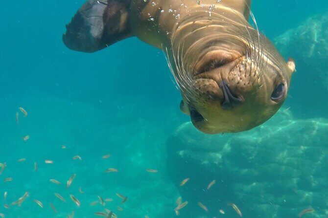 Most Popular Tour in La Paz Isla Espíritu Santo and Sea Lions - Final Thoughts: Is This Tour Right for You?