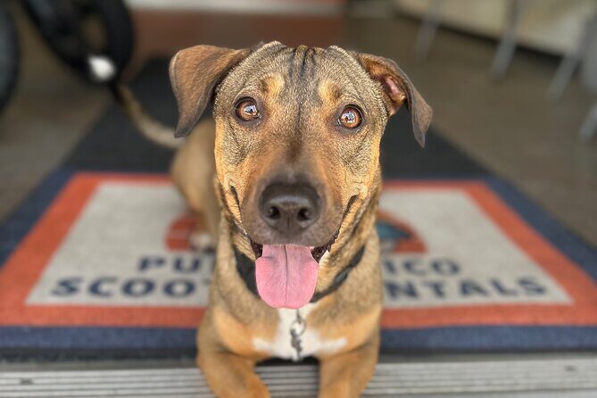 Motor Scooter Rentals on the Coast of San Juan - The Sum Up