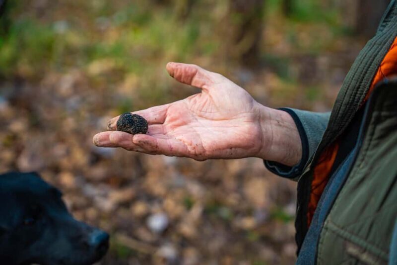 Motovun: Truffle Hunt & 3-Course Brunch with Locals - Exploring the Truffle Hunt in Motovun
