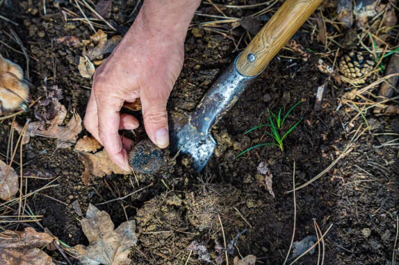 Motovun: Truffle Hunt & 3-Course Brunch with Locals - Practical Details and Highlights