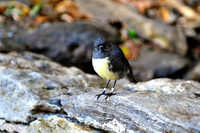 Motuara Island Bird Sanctuary and Ship Cove Cruise From Picton - Rodent-Free Offshore Sanctuary
