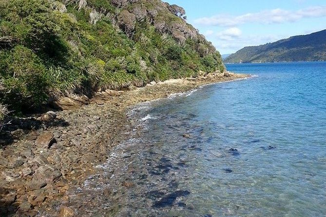 Motuara Island Bird Sanctuary and Ship Cove Cruise From Picton - More Time Seeing Wildlife and Less Time Parked on Shore