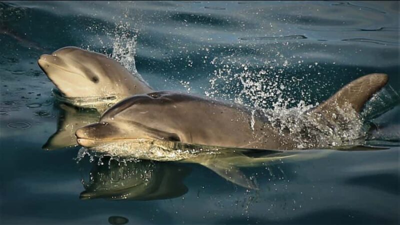 Motuara Island Sanctuary: Wildlife & Dolphin Watching Tour - An In-Depth Look at the Tour Experience