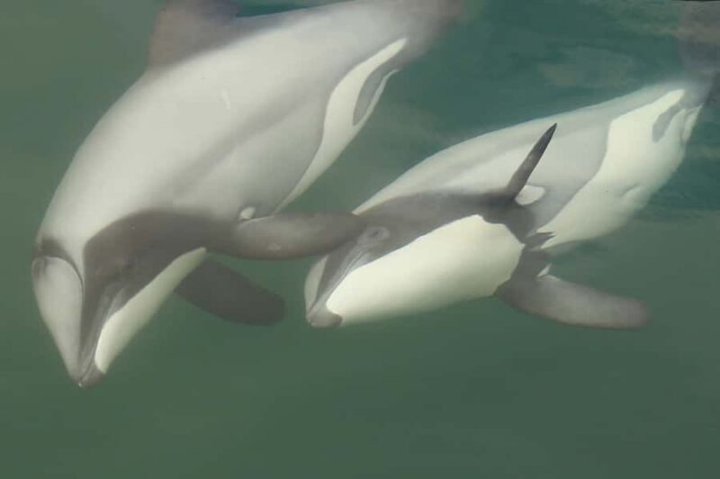 Motuara Island Sanctuary: Wildlife & Dolphin Watching Tour - Final Thoughts