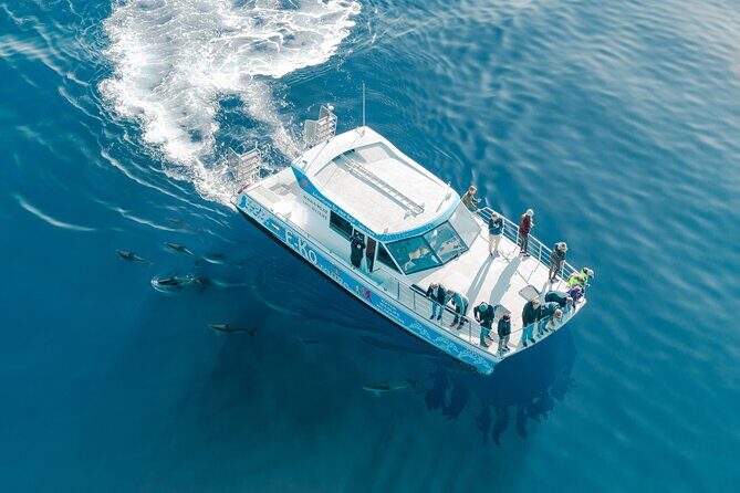 Motuara Wildlife Sanctuary Tour and Dolphin Cruise from Picton - The Practical Side: Logistics, Cost, and Comfort