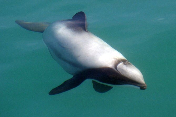 Motuara Wildlife Sanctuary Tour and Dolphin Cruise from Picton - Authentic Experiences & What Reviewers Say