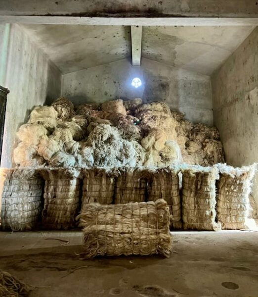 Motul, Hacienda, Xcambo, Pink Salt Mine & Progreso Day Trip - Frequently Asked Questions