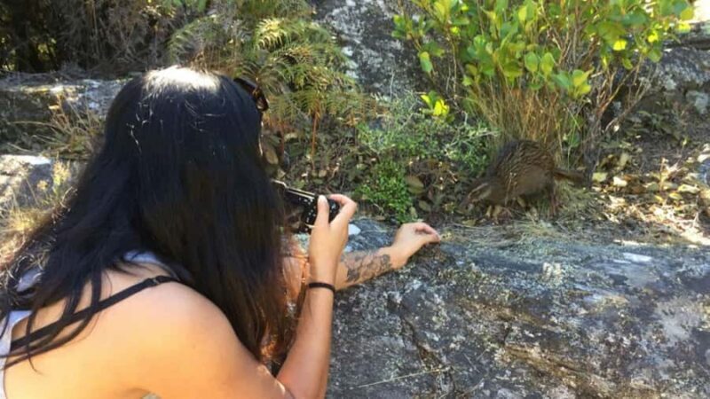 Mou Waho Island: 3-Hour Cruise and Guided Nature Walk - The Sum Up