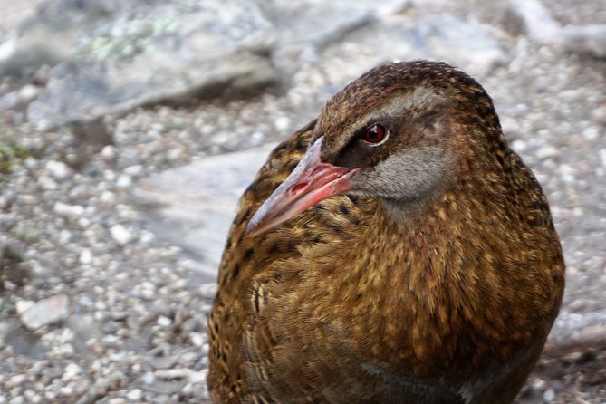 Mou Waho Island Cruise and Nature Walk From Wanaka - Practical Information