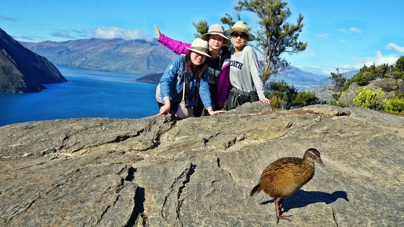 Mou Waho Island Cruise & Nature Walk Tour - How the price stacks up