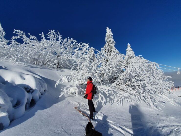 Mount Arber: Snowshoeing in the Bavarian Forest Guided Tour - Tour Details
