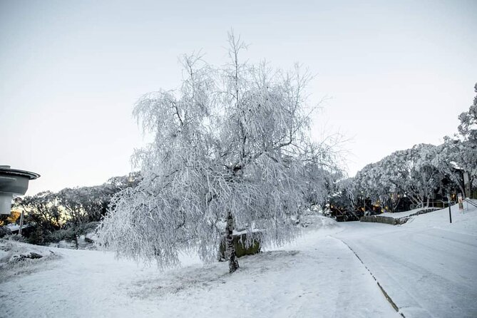 Mount Buller 1 Day Guided Tour - Contact Information