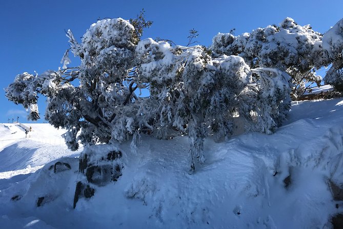 Mount Buller Snow Day Boutique Trip - Max 11 People - Trip Overview