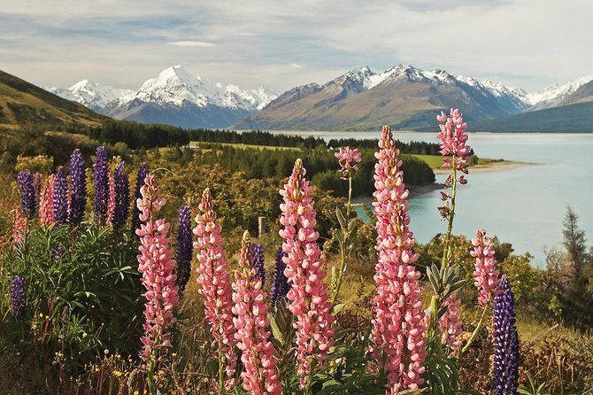 Mount Cook Day Tour From Christchurch - Reviews