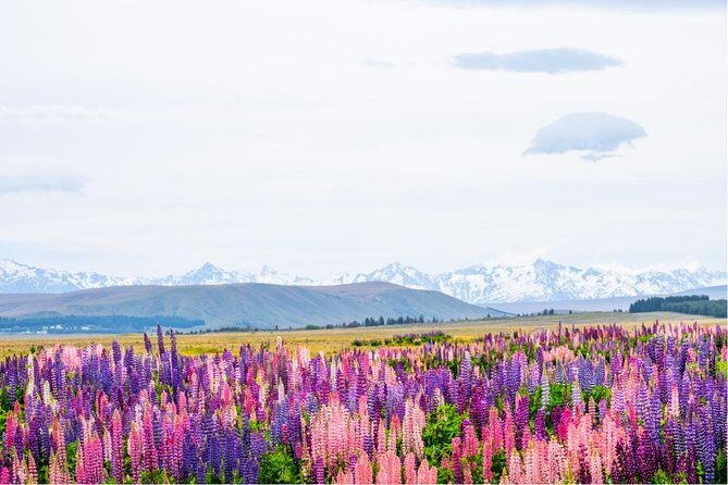 Mount Cook Day Tour from Queenstown - Transportation and Comfort