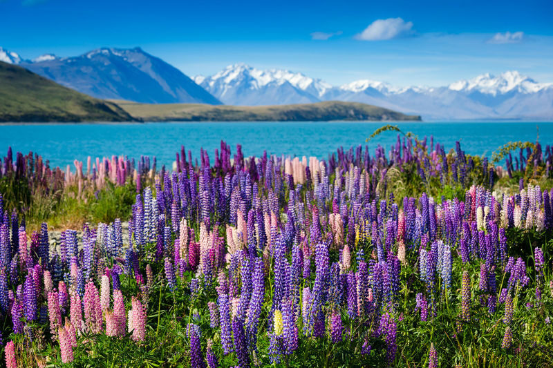 Mount Cook Day Tours between Queenstown and Christchurch - A long South Island crossing, with Aoraki at its heart