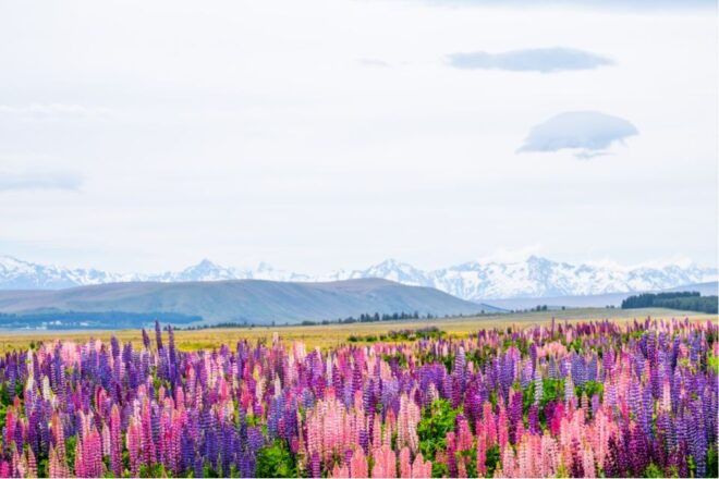 Mount Cook Full-Day Tour: Queenstown to Christchurch - Optional Extras and Upgrades