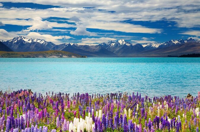 Mount Cook, Lake Tekapo & Tasman Glacier(Small Group Day Tour From Christchurch) - Tour Highlights
