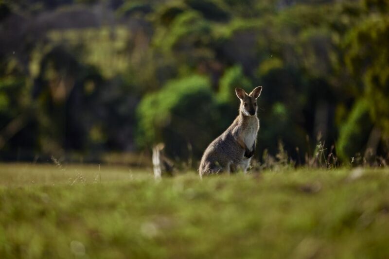 Mount Cotton: Winery Tour & Tasting with 3-Course Lunch - Who Will Love This Tour?