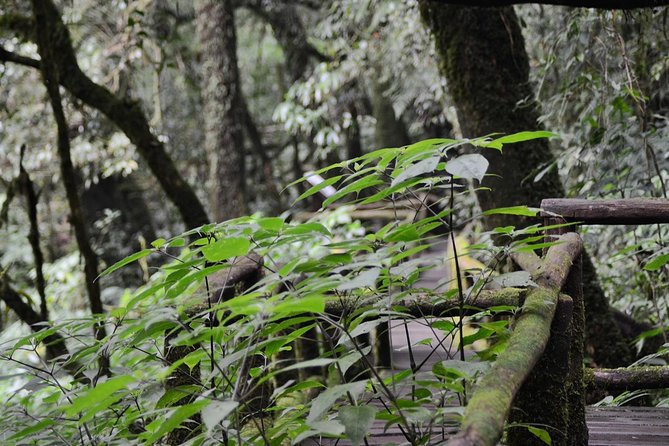 Mount Doi Inthanon Hiking & Bird Watching - Overview of Mount Doi Inthanon