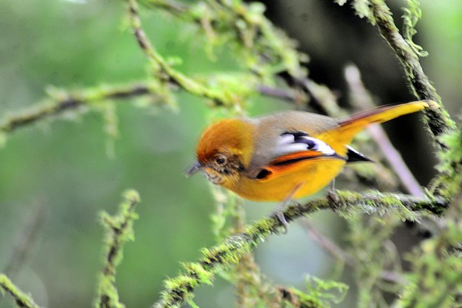 Mount Doi Inthanon Hiking & Bird Watching - Hiking Trails and Difficulty Levels