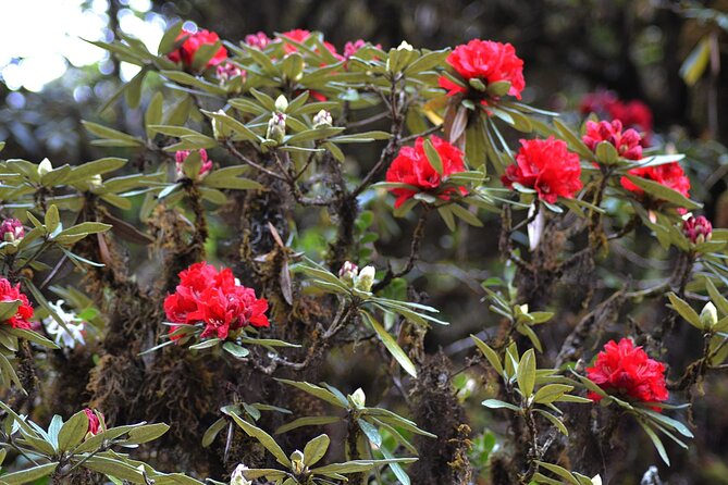 Mount Doi Inthanon National Park Sunrise and Hiking - The Sum Up