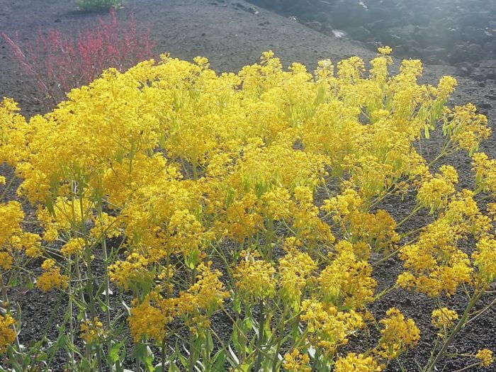 Mount Etna and Alcantara Gorges Day Trip - FAQs