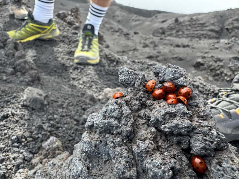 Mount Etna: Day trip to the high altitude craters at 3000 meters trekking - The Sum Up