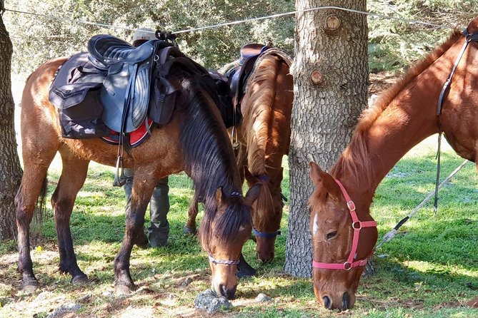 Mount Etna Horseback Riding Excursion - Sicily - Logistics