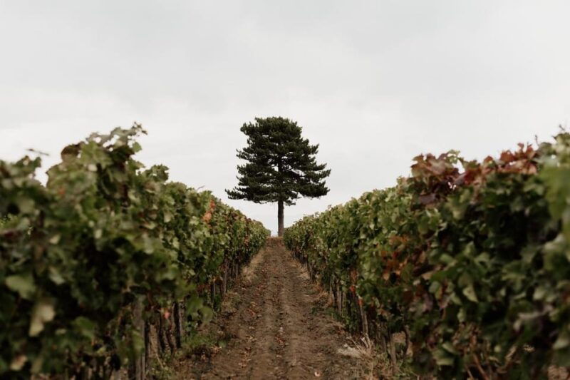 Mount Etna: Summit Craters Tour and Wine Tasting - Pricing and Value
