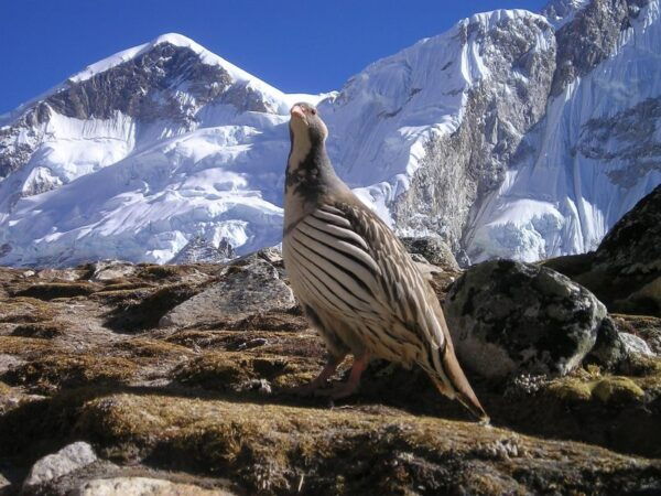 Mount Everest Base Camp Helicopter Tour Family Package - The Sum Up