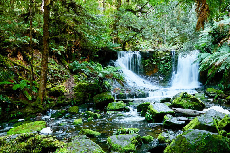 Mount Field, Bonorong Wildlife Sanctuary and Richmond Tour - A full day from Hobart, with four different moods