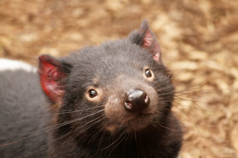 Mount Field, Bonorong Wildlife Sanctuary and Richmond Tour - Richmond: a historic pause and a chance to eat