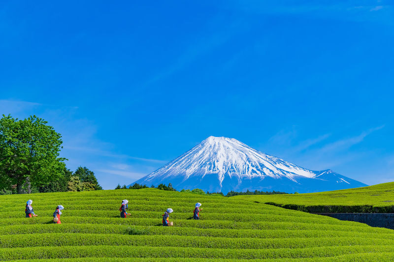 Mount Fuji 360 Panorama & Hidden Gems Day Tour from Tokyo - Seasonal parks and the changing calendar