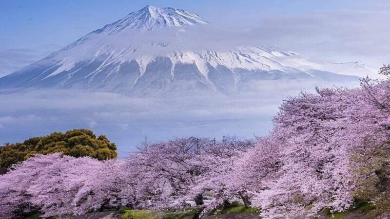 Mount Fuji and Hakone Full Day Private Sightseeing Tour - Good To Know