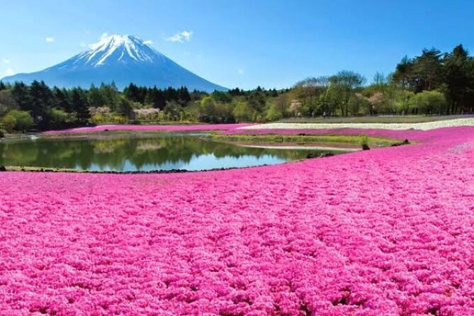 Mount Fuji and Hakone Private Tour With English Speaking Guide - Questions and Contact