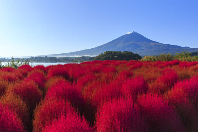Mount Fuji and Lake Kawaguchi Scenic Sightseeing - Bicycle Rental & Lake Kawaguchi Cruising - Oishi Park makes a strong lakeside stop