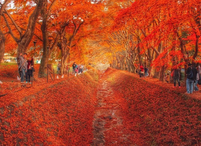 Mount Fuji and Lake Kawaguchi Scenic Sightseeing - Bicycle Rental & Lake Kawaguchi Cruising - Add shrines and south-shore parks selectively