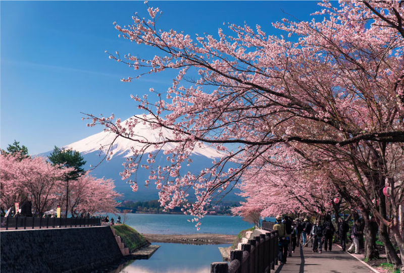 Mount Fuji and Lake Kawaguchi Scenic Sightseeing - Bicycle Rental & Lake Kawaguchi Cruising - The bike is the key uncertainty