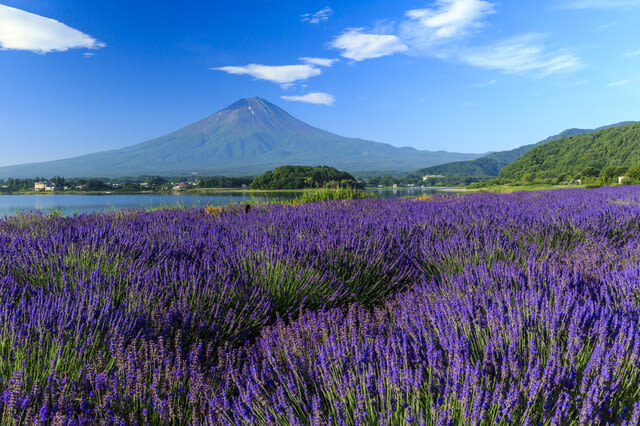 Mount Fuji and Lake Kawaguchi Scenic Sightseeing - Bicycle Rental & Lake Kawaguchi Cruising - Keep the ride safe and the return simple