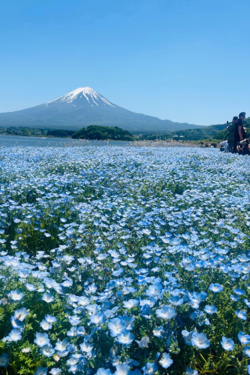 Mount Fuji and Lake Kawaguchiko Tour With English Guide - Pickup Locations and Accessibility