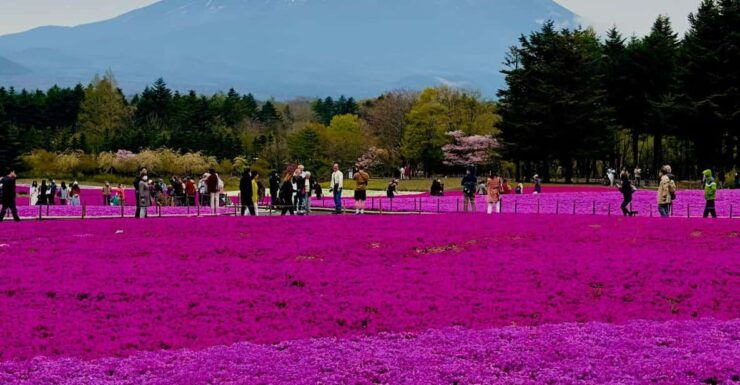 Mount Fuji and Lake Kawaguchiko With Pick-Up & Drop-Off - Good To Know