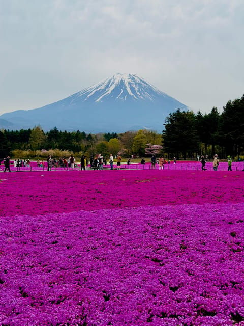Mount Fuji and Lake Kawaguchiko With Pick-Up & Drop-Off - Tour Features and Experiences