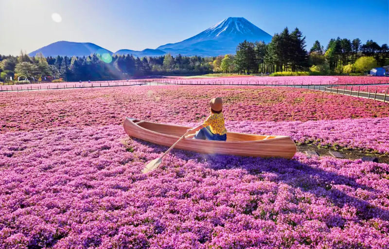 Mount Fuji and Shibazakura Festival Full-Day Flower Viewing Tour - From Tokyo to Fuji country